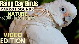 Rain and Parrot Sounds Nature Soundscape | HD Parrot TV VIDEO EDITION | 3+ Hours | Bird Room TV