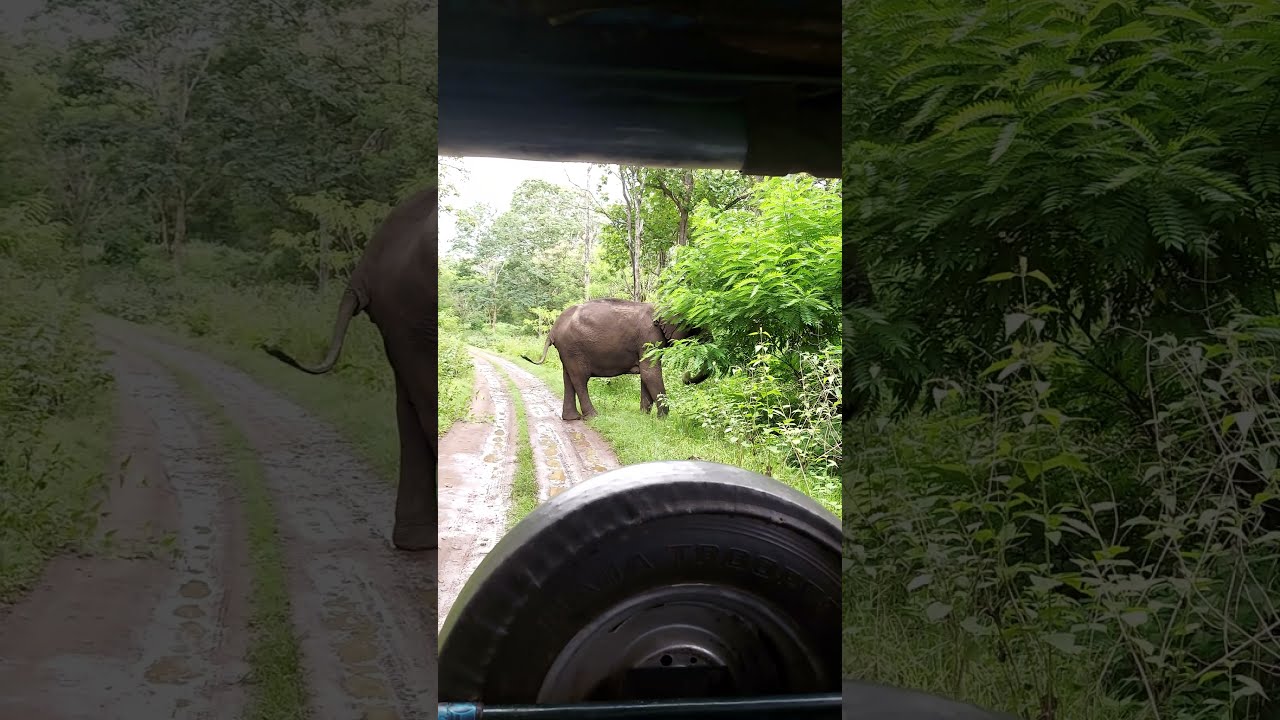 Elephant Attack At Wayanad - YouTube