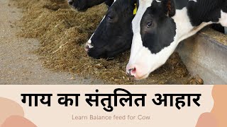 गाय का संतुलित आहार कैसे बनाए #Balancefeed for #Cow #buffalo #cattle #feed