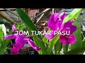 Jom tukar pasu. Bila & Kenapa pt 1. #orchidcare #cattleya