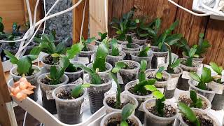 My secrets of growing a shlumbergera.