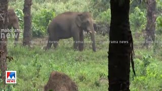 അതിരപ്പള്ളി എണ്ണപ്പന തോട്ടത്തില്‍ ഇന്ന് ഇറങ്ങിയത് 6 ആനകള്‍ | Thrissur Elephant