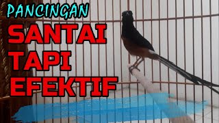 PANCINGAN SANTAI TAPI EFEKTIF❗MURAI BENGONG PASTI NYAUT MENDENGARNYA