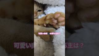 この可愛い肉球の持ち主は？#猫 #ねこ #ネコ #子猫 #茶トラ #保護猫 #猫のいる暮らし #肉球 #癒し #かわいい #cat #catlover #catvideos #pet #cute