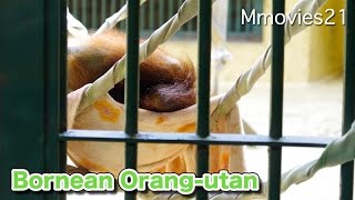 Bornean Orang-utan　ハンモックを作るボルネオオランウータン ハヤト