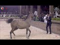 ajman arabian horse championship 2025 class 5c