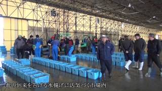 「映す 石巻」－石巻魚市場・コウナゴの水揚げ開始