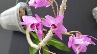 Dendrobium parishii .Primera floracion.