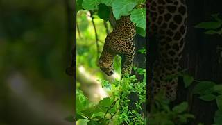 Jaguar Sound |🐆😱 Chita Bagh |🐆 চিতাবাঘ |🐆leopard sound |🐆 National Geographic Hindi |🙋‍♀️ #tigerlove