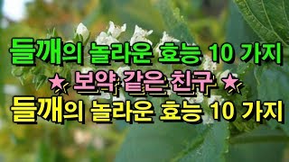 보약 같은 친구 ★ 들깨의 놀라운 효능 10가지 ~ ★ 언제나 친구같은 식품~~^^