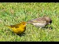 canto del jilguero argentino sicalis flaveola pelzelni