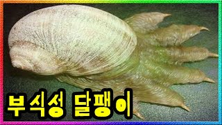 'SCP-075' 682 제거의 새로운 희망? 지구 최강의 부식성 액체를 내뿜는 존재!