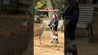 [Nara Park] 後ろから来た鹿に驚く観光客🫎Deer Park | Nara park deer in Japan