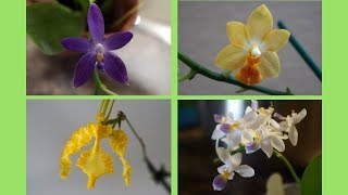 Orchid - New Orchids from Norman's Orchids | Orchid Haul