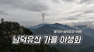 남덕유산 가을 야생화 | 영각사 | 남덕유산 | 서봉 | 삼자봉 2024-08-27