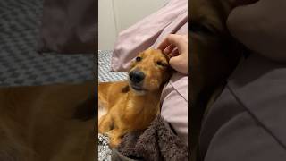 撫でられて眠くなる犬#shorts