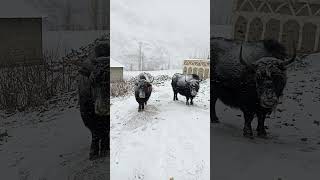 wild yak || snow yak