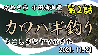 カワハギ釣り 第2話 よこしまなヤツがきた. さぬき市 小田浦漁港 2021.11.21