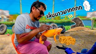 ทำไมต้อง ตัดเล็บอีกัวน่า..? Why do I have to cut my iguana's nails?