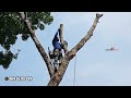 മഹാഗണി ഒരു കെണിയാവാതെ മുറിച്ചു മാറ്റാം😮 tallest tree cutting village woodpecker