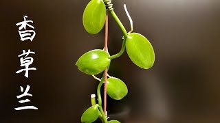 新收了一株香草兰/香荚兰 Vanilla Orchid