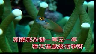 春風吻上我的臉~女C調~伴奏導唱~金嗓(丙)