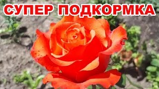 Подкормка для роз, пионов, гладиолусов, хризантем и др. Раскрываем секреты буйного цветения