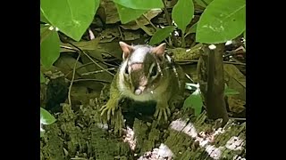 Cute Chipmunks of Jenkins Arboretum \u0026 Gardens close to Philadelphia and Ohiopyle State Park