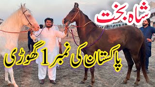 Most Beautiful Horses of Pakistan and Award Winner Ghori 2023