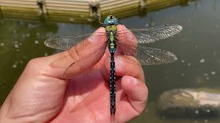 クロスジギンヤンマ♂ (2024年06月06日) | Catching A Male Blue Emperor Dragonfly With A Net (June 6, 2024)