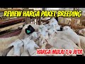 Review Harga Domba Dorper, Merino, Texel dan Paket Breeding harga mulai 1,4 juta