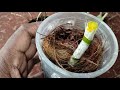 propagation of orchid plants i ഓർക്കിഡ് തൈ ഉണങ്ങുന്ന പൂ കൊഴിഞ്ഞ തണ്ടിൽ നിന്നും മുളപ്പിക്കുന്ന രീതി