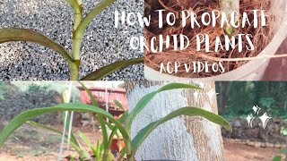 Propagation of Orchid Plants I ഓർക്കിഡ് തൈ ഉണങ്ങുന്ന (പൂ കൊഴിഞ്ഞ) തണ്ടിൽ നിന്നും മുളപ്പിക്കുന്ന രീതി