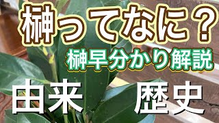 榊のことを解説【本榊ヒサカキ】