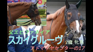 【スカイグルーヴ（アドマイヤセプターの17）】★京成杯GⅢ出走予定★メイクデビュー東京芝2000M戦で、圧巻の5馬身差逃げ切り！インパクトではリアアメリア級の新馬勝ちのフル動画です！