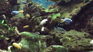 Aquarium 3000L de Cichlidés du Lac Malawi