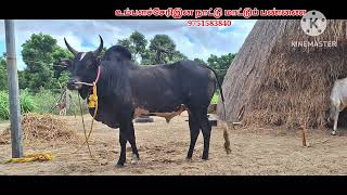 உம்பளச்சேரிஇன தலைசிறந்த 6பல் காளை 9751583840