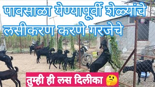 पावसाळा येण्यापूर्वी शेळ्यांचे लसीकरण करणे गरजेचे / Goats Vaccination Timetable / लसीकरण वेळापत्रक