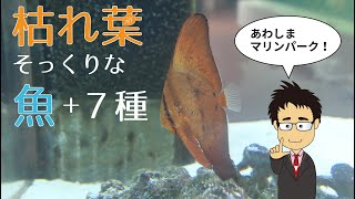 【水族館】あわしまマリンパークの生き物たちを紹介！枯れ葉に擬態する魚や猛毒生物も登場？