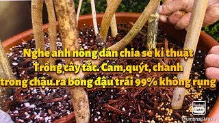 Anh nông dân chia sẻ kinh nghiệm trồng tắc,chanh.cam.quýt trông chậu siêu bông đậu trái 99% ..