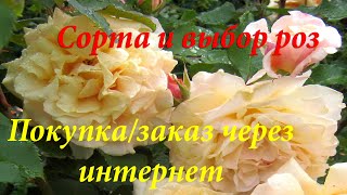 Cорта и выбор роз. Покупка/заказ через интернет/Roses varieties. Order via the Internet