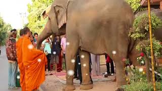 elephant,ដំរីដាក់បាតលោក​​​​​​​ ,elephant, kmer dhamma talk 2018