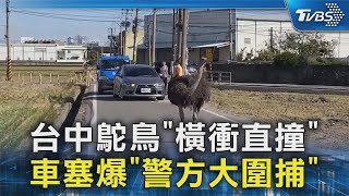 台中鴕鳥「橫衝直撞」 車塞爆「警方大圍捕」｜TVBS新聞 @TVBSNEWS02