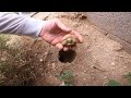 Baby Tortoises Hatching Out of the Ground