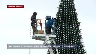 Новогодняя ель в Севастополе обзавелась гирляндой