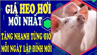 Giá heo hơi mới nhất hôm nay 25/2/2025 - Tăng nhanh từng giờ, mỗi ngày lập thêm cột mốc kỷ lục mới.