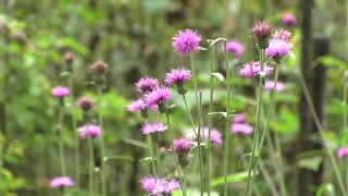 ノハラアザミ/Cirsium oligophyllum 02_201027_ガイコツ山