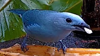 Costa Rica Birds:  A Colorful Morning on my feeder