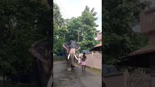 യുവകളഭകേസരി ഓലയമ്പാടി ഭദ്രൻ🤍 #elephant #subscribe #shortvideo #shortsvideo #short #elephant #kannur