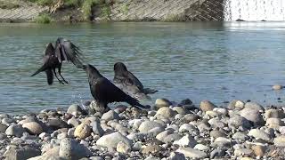 a82　大分川　モンファミリー（ハシボソガラス）トンビ　Oita River　MON Family (Wild Carrion Crow)  Wild Black Kite